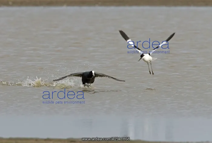 : Coot and Pied Avocet - Coot chasing Pied Avocet : Coot and Pied Avocet - Coot chasing Pied Avocet