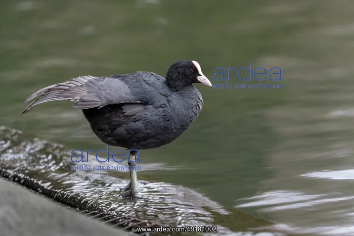  : Coot - Preening - UK