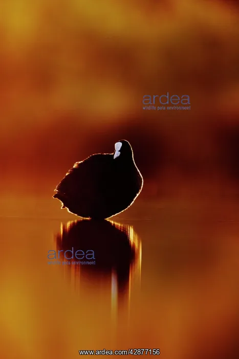 : Coot - rim-lit by light from the rising sun on the horizon : Coot - rim-lit by light from the rising sun on the horizon