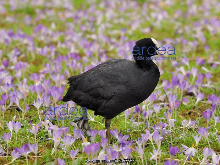 : Coot-standing in spring crocus meadow, Germany : Coot-standing in spring crocus meadow, Germany