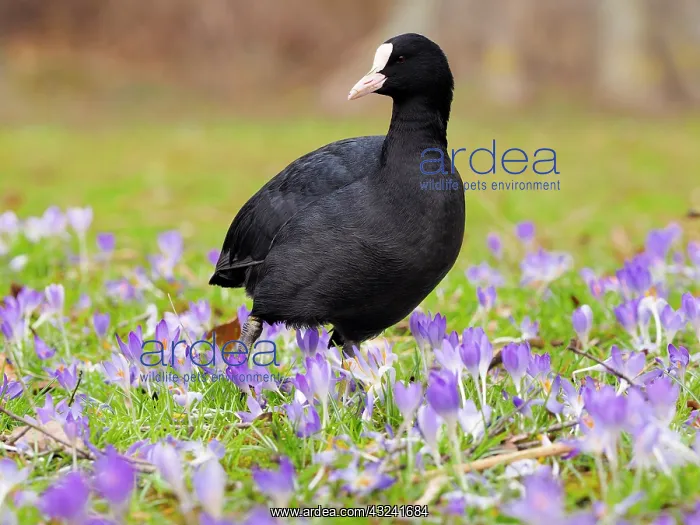 : Coot-standing in spring crocus meadow, Germany : Coot-standing in spring crocus meadow, Germany