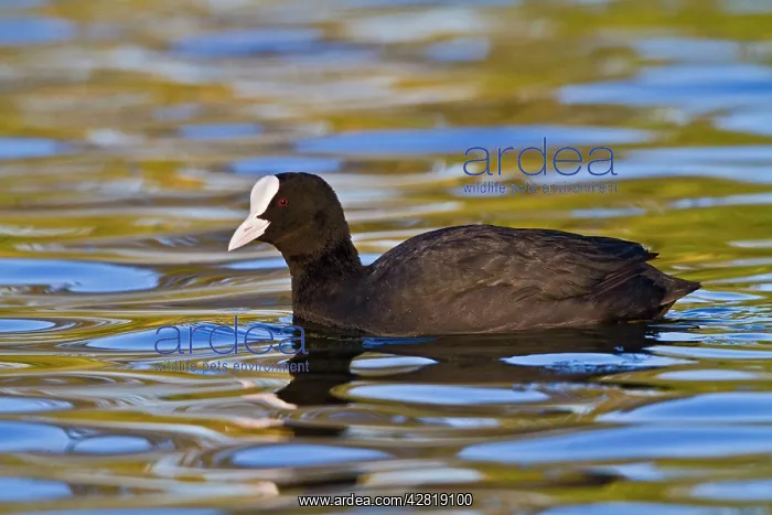 : Coot - swimming : Coot - swimming