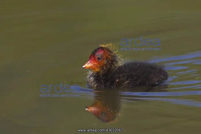 : Coot - swimming chick - Germany : Coot - swimming chick - Germany