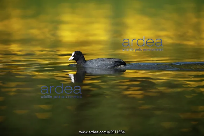  : Coot - swimming across lake