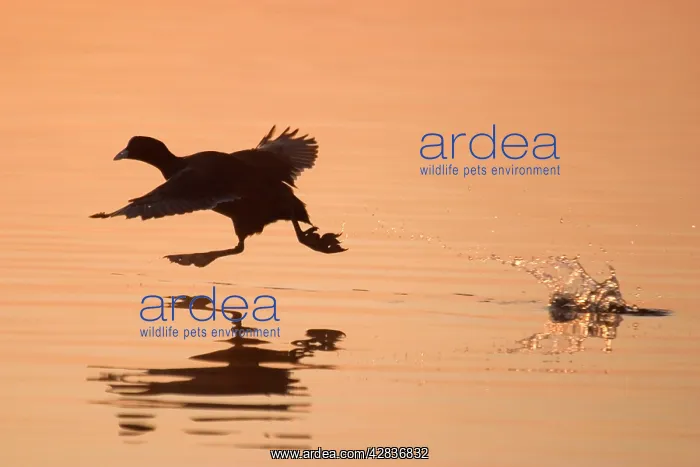 : Coot - Taking off at Sunrise : Coot - Taking off at Sunrise