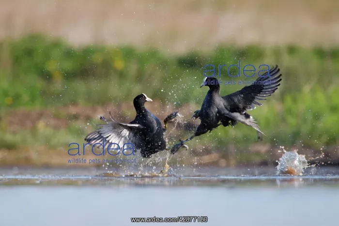 : Coot - territorial fight between rival birds resident : Coot - territorial fight between rival birds resident