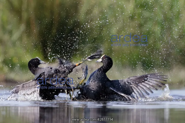 : Coot - territorial fight between rival birds resident : Coot - territorial fight between rival birds resident
