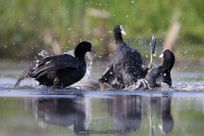 : Coot - territorial fight between rival birds resident : Coot - territorial fight between rival birds resident