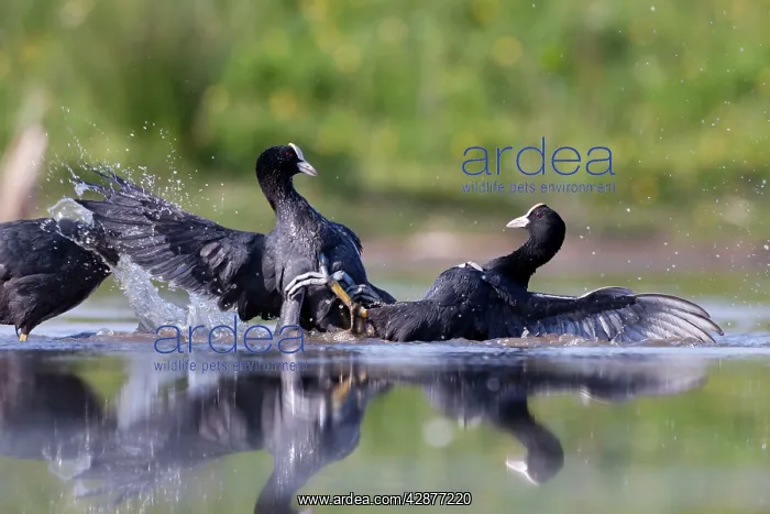 : Coot - territorial fight between rival birds resident : Coot - territorial fight between rival birds resident
