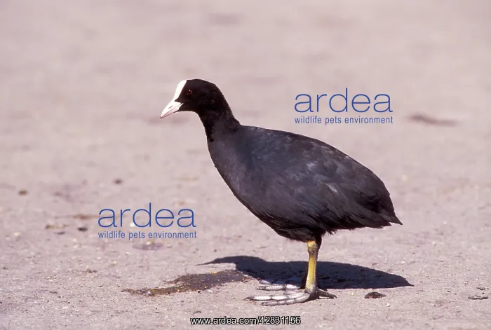  : COOT - side view