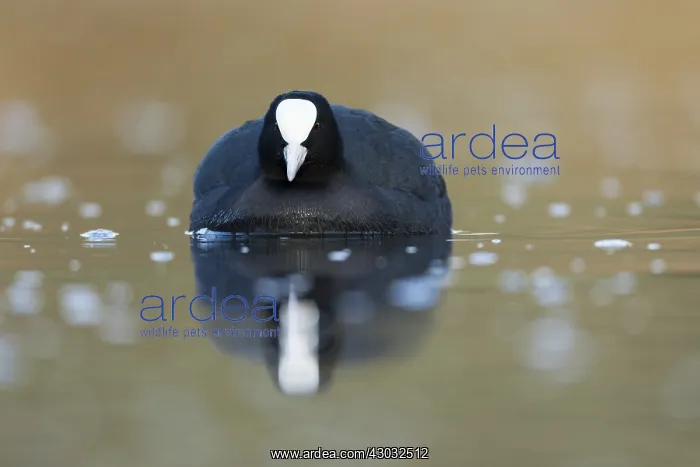  : Coot - on Water - Cornwall - UK