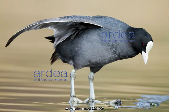 : Coot - wing stretching : Coot - wing stretching