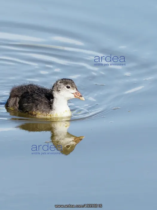 : Coot - young bird swimming Fulica atra Essex, UK : Coot - young bird swimming Fulica atra Essex, UK