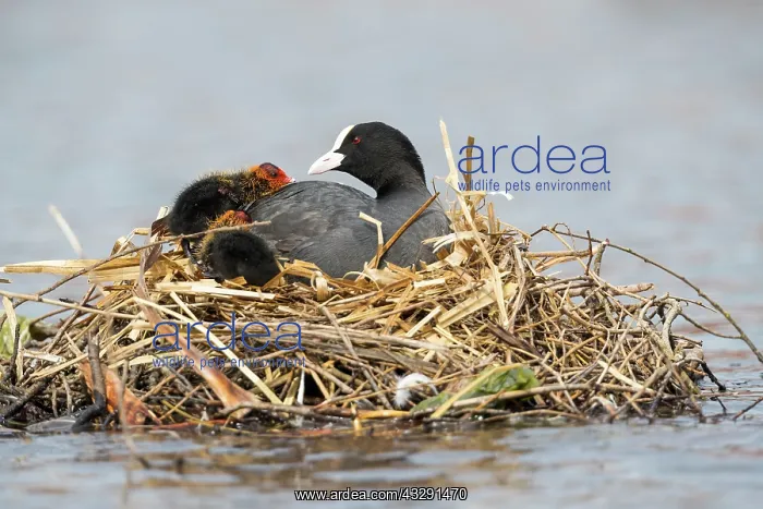 : Coot - with Young on Nest - UK : Coot - with Young on Nest - UK