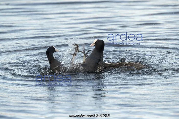 : Coots - Fighting - Somerset - UK : Coots - Fighting - Somerset - UK