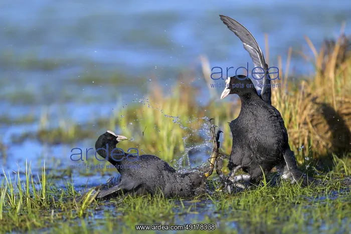 : Two coots (Fulica atra) fighting on the water while tufts of grass stick out of the water : Two coots (Fulica atra) fighting on the water while tufts of grass stick out of the water