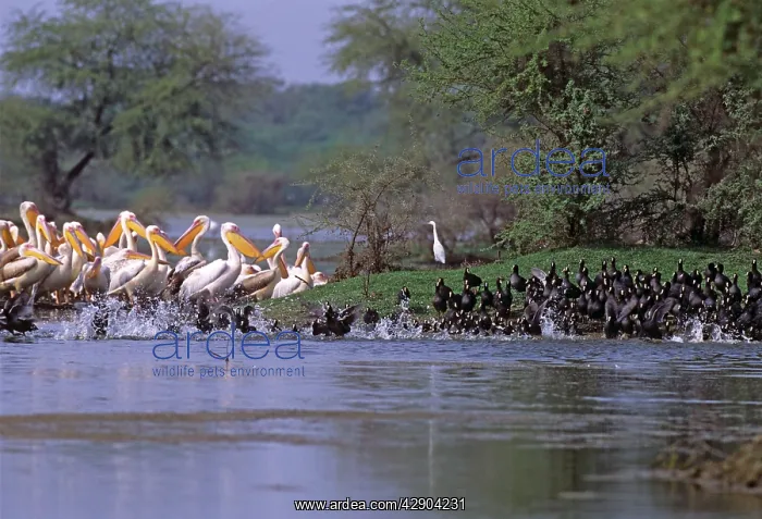 : Coots runing past Rosy / White Pelicans (Pelecanus : Coots runing past Rosy / White Pelicans (Pelecanus