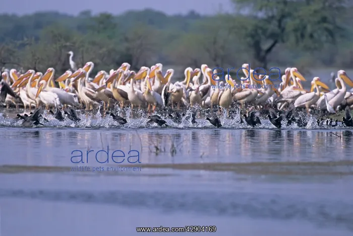 : Coots running past White / Rosy Pelicans (Pelecanus : Coots running past White / Rosy Pelicans (Pelecanus