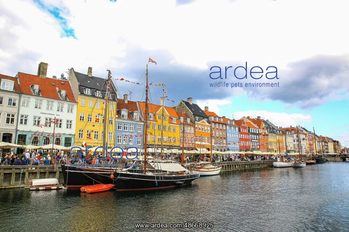 : Copenhagen, Denmark. Nyhavn, painted houses by canal : Copenhagen, Denmark. Nyhavn, painted houses by canal