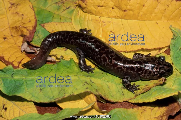 : Cope's Giant Salamander : Cope's Giant Salamander