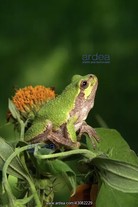 : Cope's Gray Treefrog : Cope's Gray Treefrog