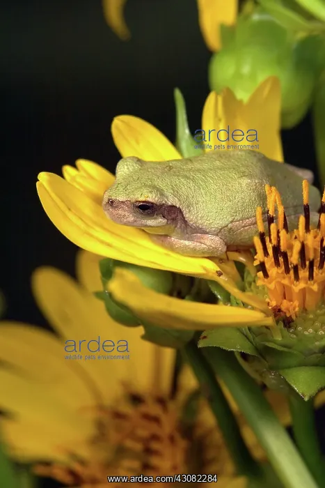 : Cope's Gray Treefrog : Cope's Gray Treefrog