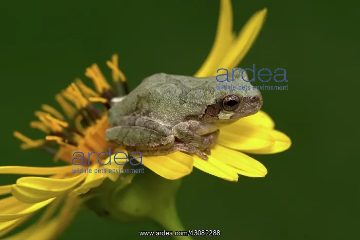 : Cope's Gray Treefrog : Cope's Gray Treefrog