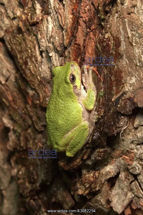 : Cope's Gray Treefrog : Cope's Gray Treefrog