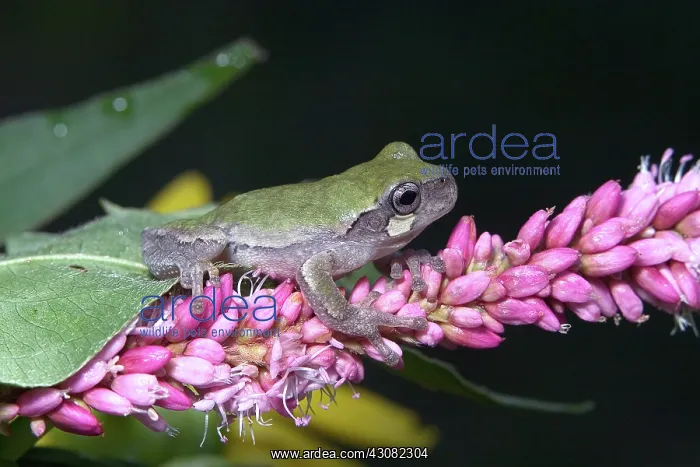 : Cope's Gray Treefrog : Cope's Gray Treefrog