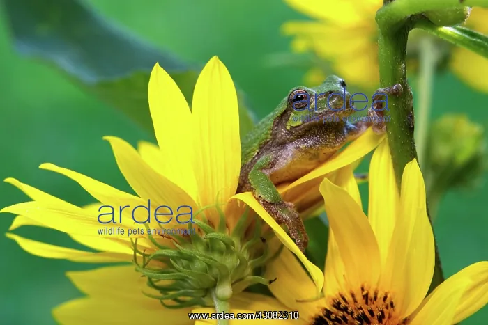 : Cope's Gray Treefrog : Cope's Gray Treefrog