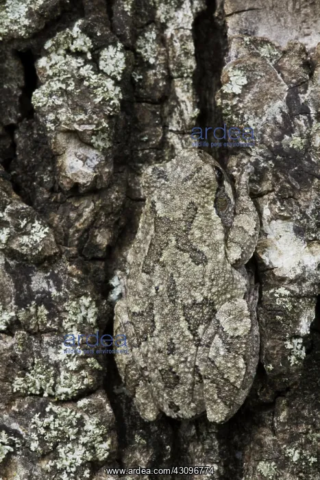 : Cope's Gray Treefrog : Cope's Gray Treefrog