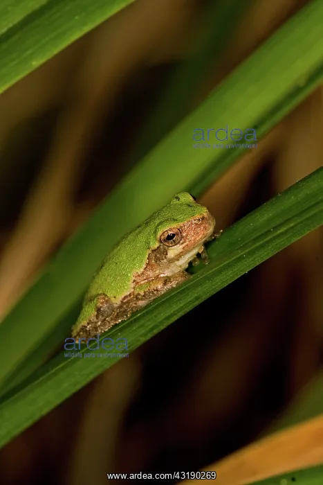 : Cope's Gray Treefrog : Cope's Gray Treefrog