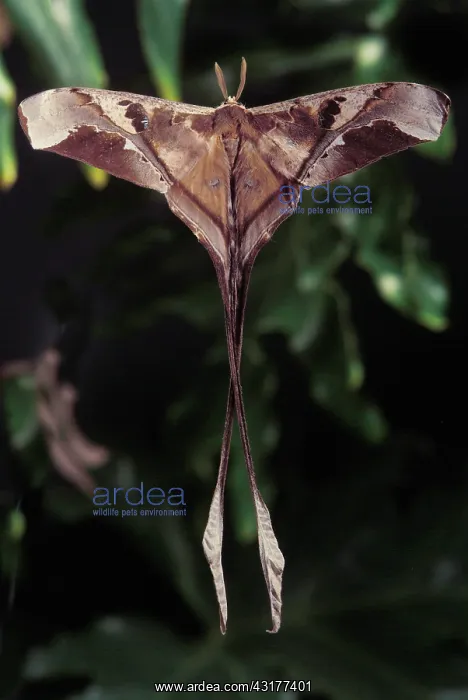 : Copiopteryx semiramis moth : Copiopteryx semiramis moth