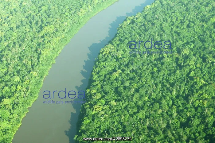 : Coppename River and Rainforest : Coppename River and Rainforest