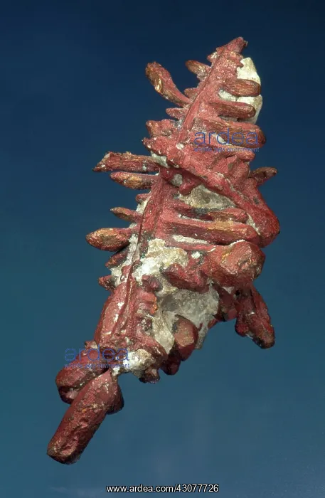 : Copper from the Keweenaw Peninsula in Michigan. Dimensions are 5 x 2 x 2 cm : Copper from the Keweenaw Peninsula in Michigan. Dimensions are 5 x 2 x 2 cm