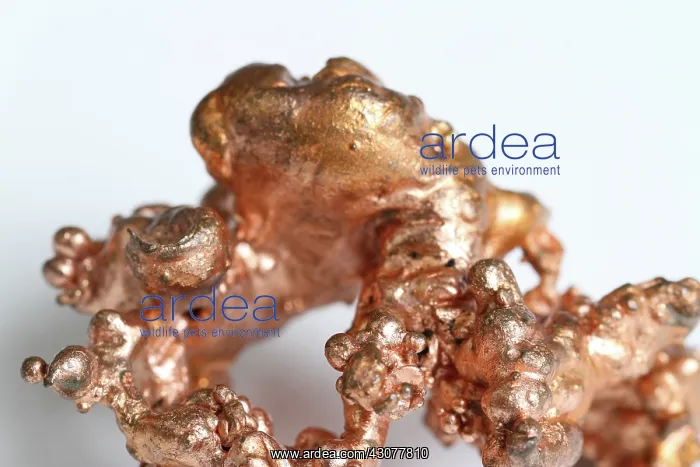  : Copper specimen. Copper is one of only a few metals to occur in nature in elemental 
