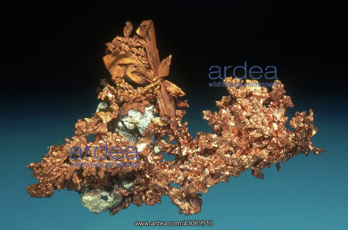 : Copper from the Ray Mine in Pinal County, Arizona. Dimensions: 6.5 x 4.5 cm : Copper from the Ray Mine in Pinal County, Arizona. Dimensions: 6.5 x 4.5 cm
