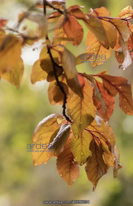 : Copper beech, Fagus sylvatica purpurea, Yellow subject : Copper beech, Fagus sylvatica purpurea, Yellow subject