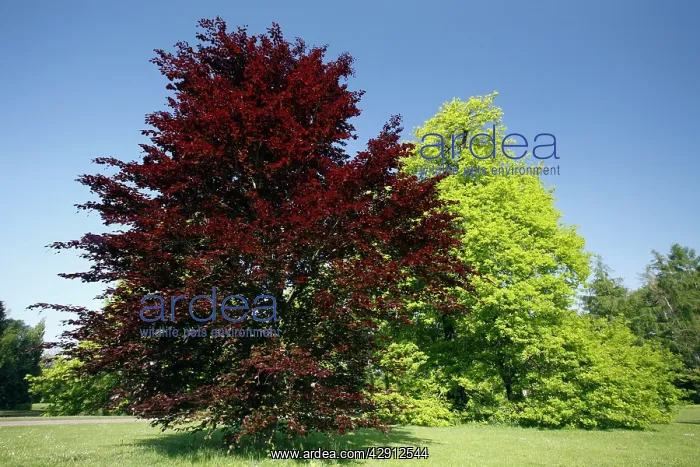 : Copper Beech Tree - in park - springtime : Copper Beech Tree - in park - springtime