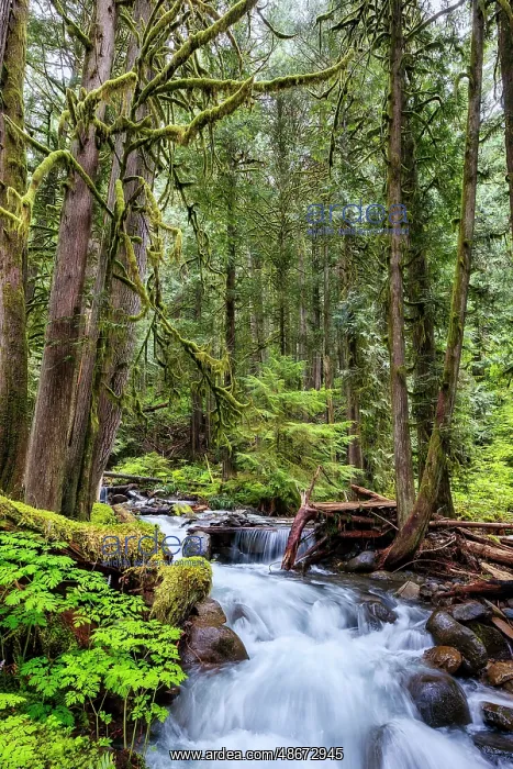 : Copper Creek in Gifford-Pinchot National Forest : Copper Creek in Gifford-Pinchot National Forest