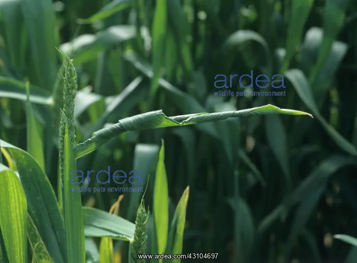  : Copper deficiency in wheat