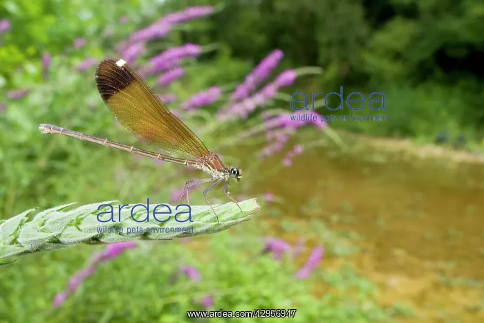: Copper Demoiselle Dragonfly - female in habitat : Copper Demoiselle Dragonfly - female in habitat
