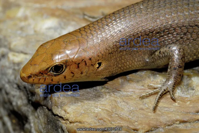 : Copper-head Four-fingered Skink : Copper-head Four-fingered Skink