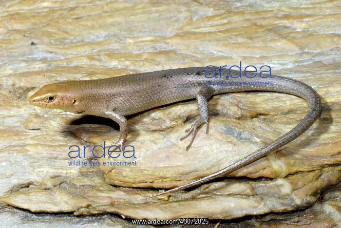 : Copper-head Four-fingered Skink : Copper-head Four-fingered Skink