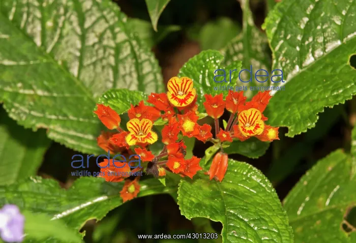  : Copper Leaf  /  Sunset Bells Trinidad