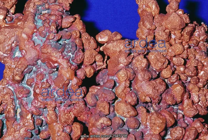 : COPPER - native element. Cu : COPPER - native element. Cu