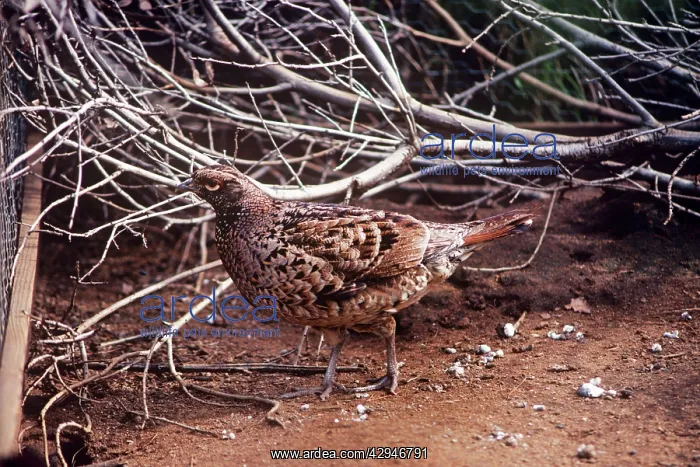 : Copper PHEASANT : Copper PHEASANT