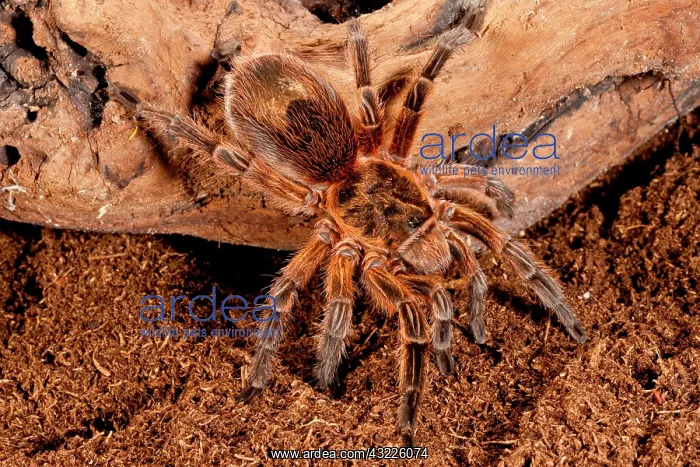 : Copper Pink Burst Tarantula, Paraphysa scrofa : Copper Pink Burst Tarantula, Paraphysa scrofa