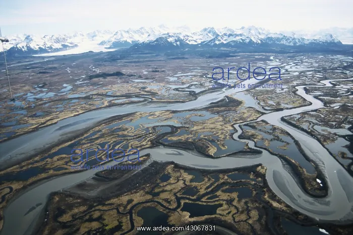 : Copper River Delta : Copper River Delta