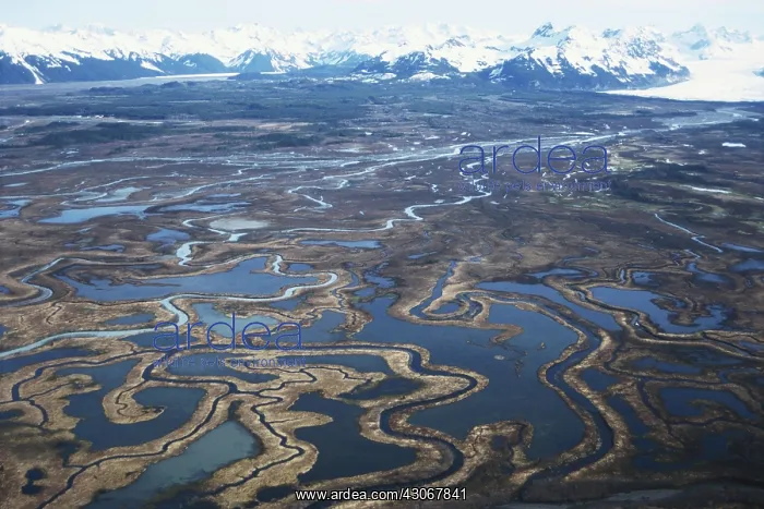 : Copper River Delta : Copper River Delta